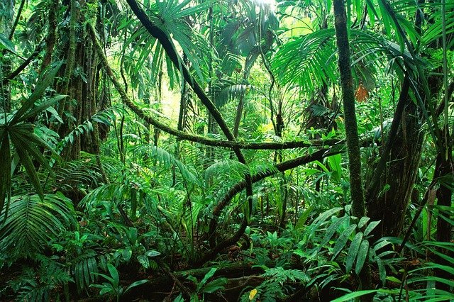映画感想 モーグリ ジャングルの伝説 人でも動物でもある生き方 のほりひがし